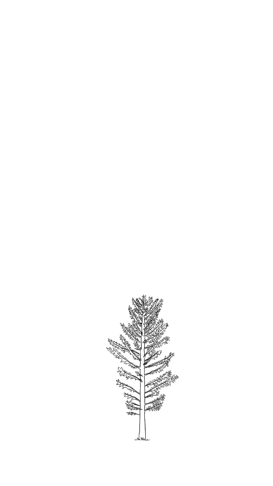 Black line sketch of a 10 year old douglas fir tree