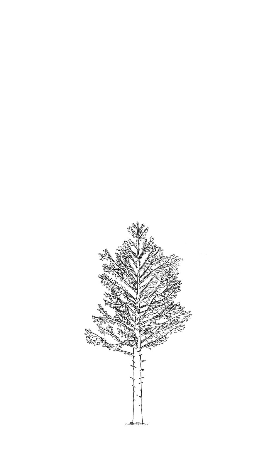 Black line sketch of a 20 year old douglas fir tree