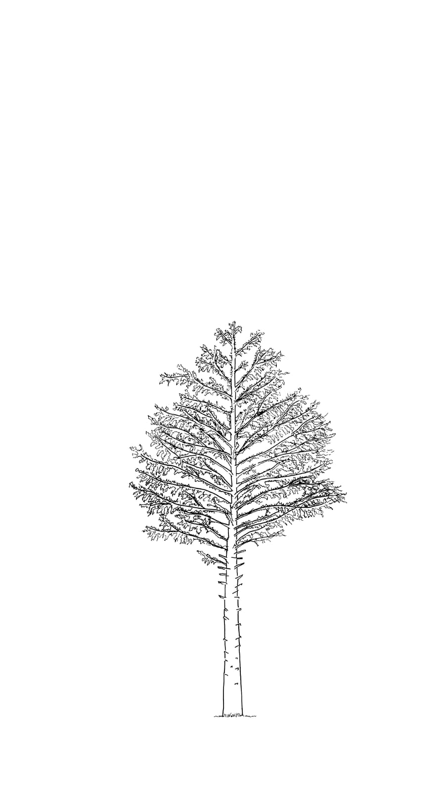 Black line sketch of a 25 year old douglas fir tree