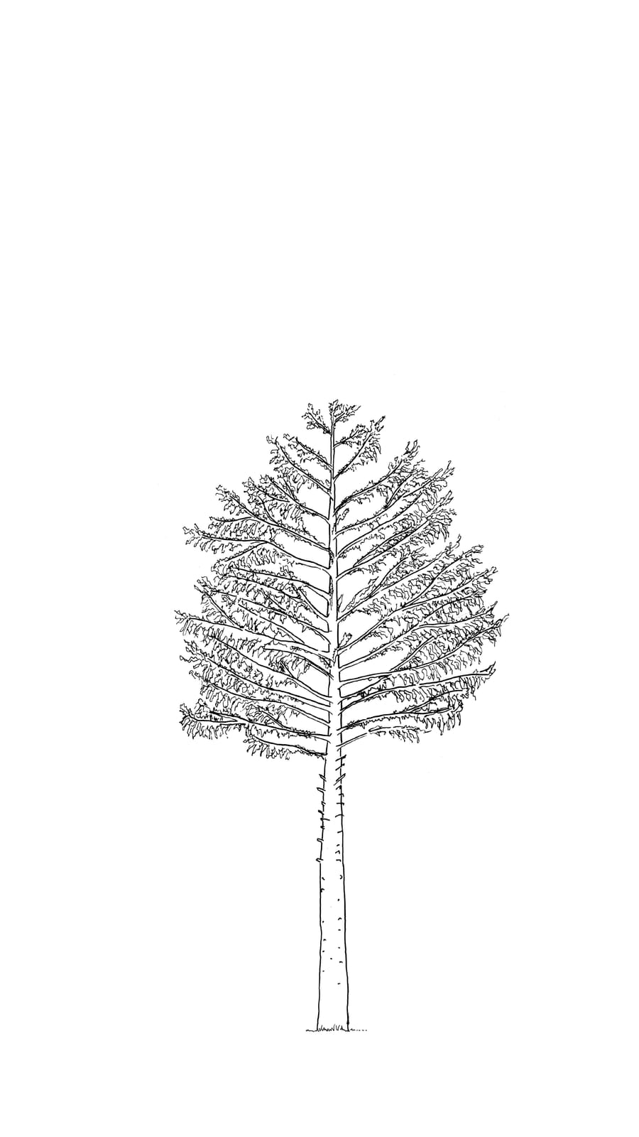 Black line sketch of a 30 year old douglas fir tree