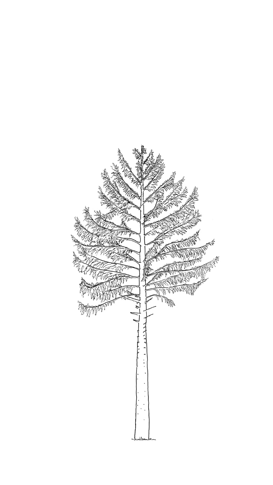 Black line sketch of a 35 year old douglas fir tree